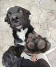 Cachorro raça SRD-ViraLata idade 1 ano nome Shadow