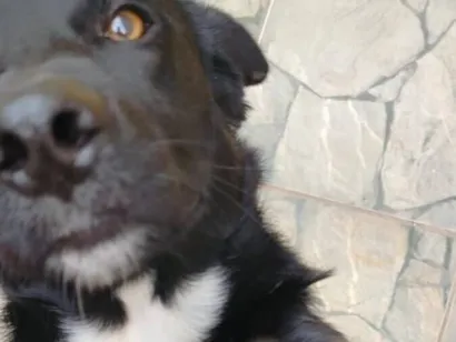 Cachorro raça SRD-ViraLata idade 1 ano nome Shadow