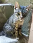 Gato raça SRD-ViraLata idade 7 a 11 meses nome Maria Flor 
