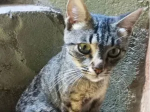 Gato raça SRD-ViraLata idade 7 a 11 meses nome Maria Flor 