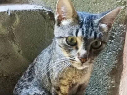 Gato raça SRD-ViraLata idade 7 a 11 meses nome Maria Flor 