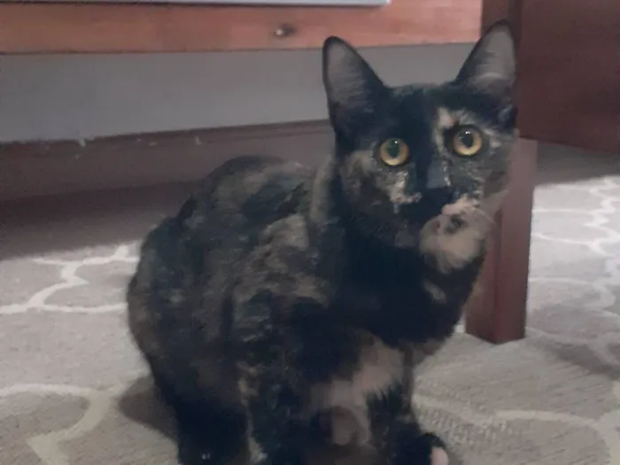 Gato raça SRD-ViraLata idade 2 a 6 meses nome Sem nome