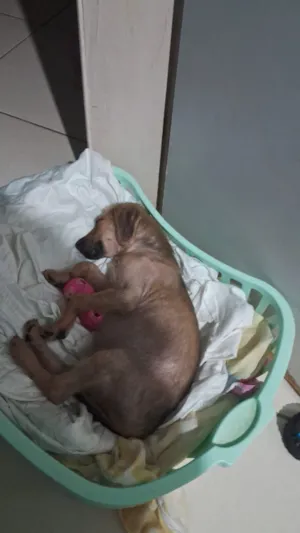 Cachorro raça SRD-ViraLata idade Abaixo de 2 meses nome Pedro Almeida ANJOS