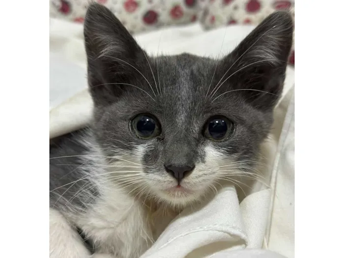 Gato raça SRD-ViraLata idade 2 a 6 meses nome Lolla 