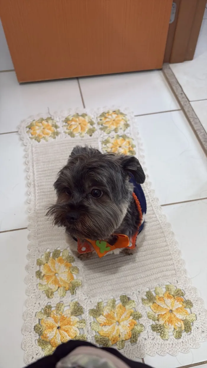 Cachorro raça Yorkshire idade 3 anos nome Luke 