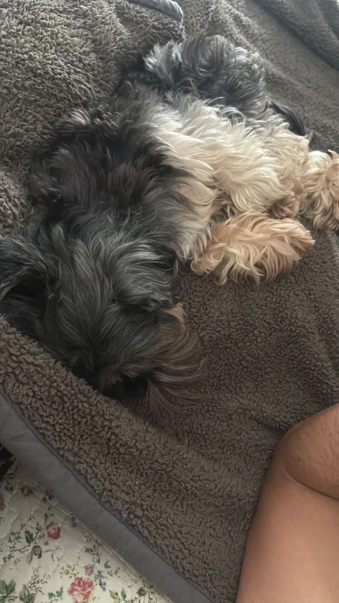 Cachorro raça Yorkshire idade 3 anos nome Luke 