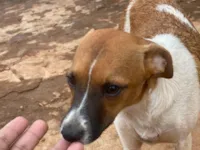 Cachorro raça SRD-ViraLata idade 2 a 6 meses nome Sem nome 