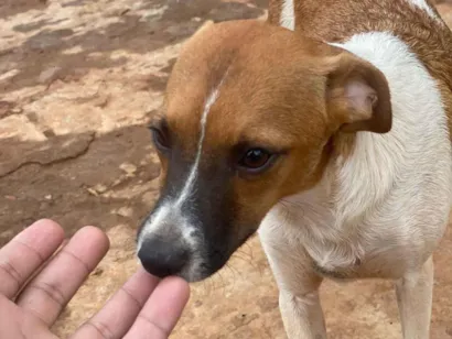 Cachorro raça SRD-ViraLata idade Abaixo de 2 meses nome Sem nome 