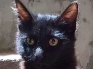 Gato raça SRD-ViraLata idade 2 a 6 meses nome Theo