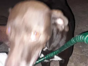 Cachorro raça SRD-ViraLata idade 7 a 11 meses nome Tigraza