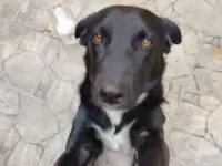 Cachorro raça SRD-ViraLata idade 1 ano nome Shadow