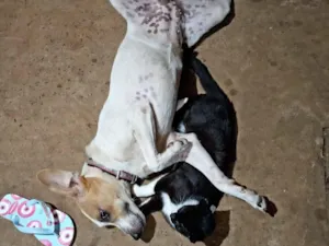 Cachorro raça SRD-ViraLata idade 7 a 11 meses nome frida