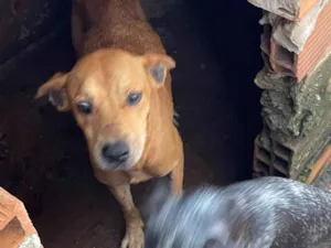 Cachorro raça SRD-ViraLata idade 6 ou mais anos nome Lila e Nina 