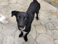 Cachorro raça SRD-ViraLata idade 1 ano nome Shadow