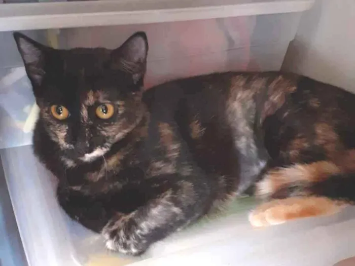 Gato raça SRD-ViraLata idade 2 a 6 meses nome Sem nome