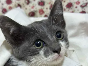 Gato raça SRD-ViraLata idade 2 a 6 meses nome Lolla 