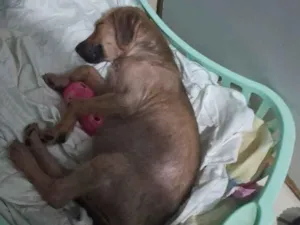 Cachorro raça SRD-ViraLata idade Abaixo de 2 meses nome Pedro Almeida ANJOS