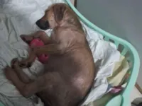 Cachorro raça SRD-ViraLata idade Abaixo de 2 meses nome Pedro Almeida ANJOS