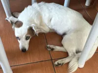 Cachorro raça SRD-ViraLata idade 5 anos nome Pipoca