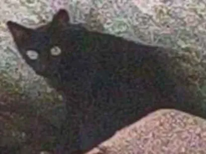 Gato raça SRD-ViraLata idade 1 ano nome Preta  