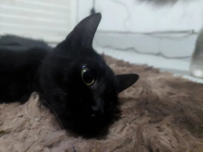 Gato raça SRD-ViraLata idade 2 a 6 meses nome Pantera