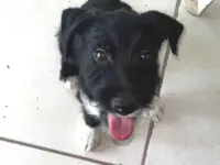 Cachorro raça SRD-ViraLata idade 7 a 11 meses nome Cazuza