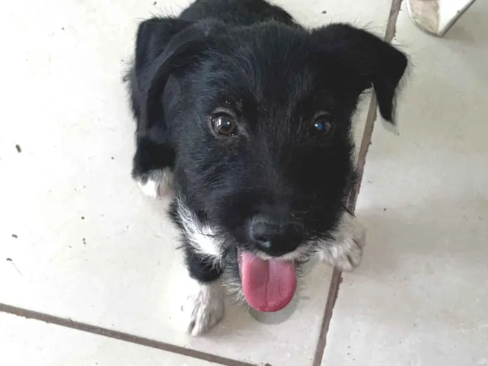 Cachorro raça SRD-ViraLata idade 7 a 11 meses nome Cazuza