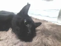 Gato raça SRD-ViraLata idade 2 a 6 meses nome Pantera