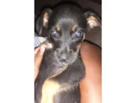 Cachorro raça SRD-ViraLata idade 2 a 6 meses nome Cachorrinhas