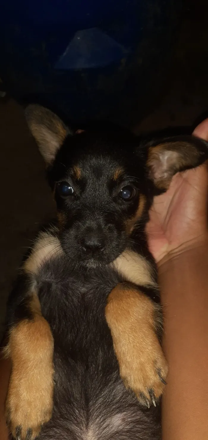 Cachorro raça SRD-ViraLata idade 2 a 6 meses nome Cachorrinhas