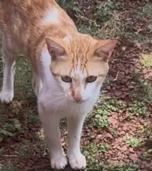 Gato raça SRD-ViraLata idade 1 ano nome ……..um gatinho esperando você para lhe dar um nome e um lar