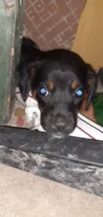 Cachorro raça SRD-ViraLata idade 2 a 6 meses nome Cachorrinhas