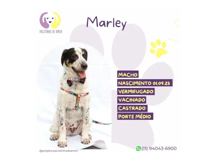 Cachorro raça SRD-ViraLata idade 2 a 6 meses nome Marley 