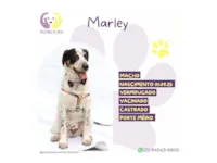 Cachorro raça SRD-ViraLata idade 2 a 6 meses nome Marley 