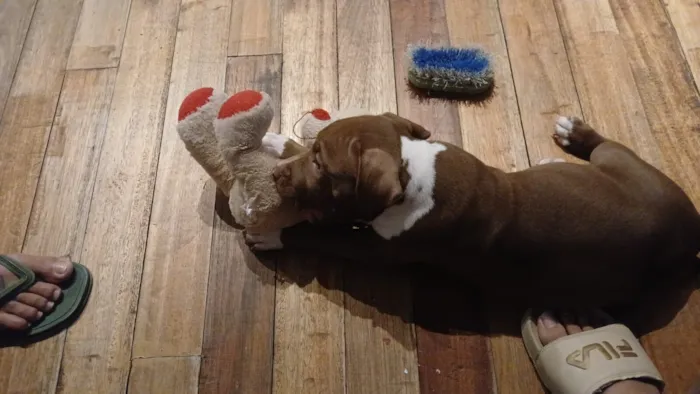 Cachorro raça Pit-Bull idade Abaixo de 2 meses nome Maron