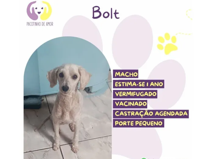 Cachorro raça SRD-ViraLata idade 1 ano nome Bolt 