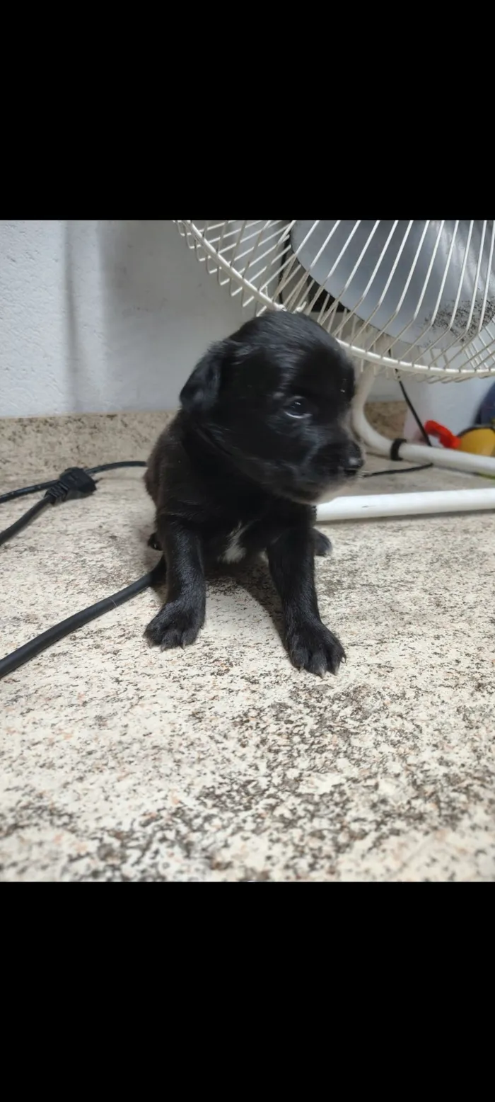 Cachorro raça SRD-ViraLata idade Abaixo de 2 meses nome Pretinhos