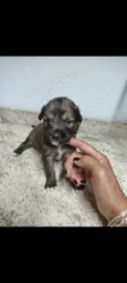Cachorro raça SRD-ViraLata idade Abaixo de 2 meses nome Pretinhos