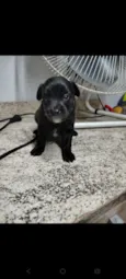 Cachorro raça SRD-ViraLata idade Abaixo de 2 meses nome Pretinhos