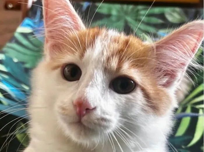 Gato raça SRD-ViraLata idade 2 a 6 meses nome Pudim 