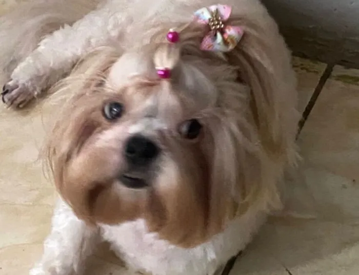 Cachorro raça Shitzu idade 3 anos nome Lili