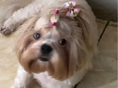 Cachorro raça Shitzu idade 3 anos nome Lili