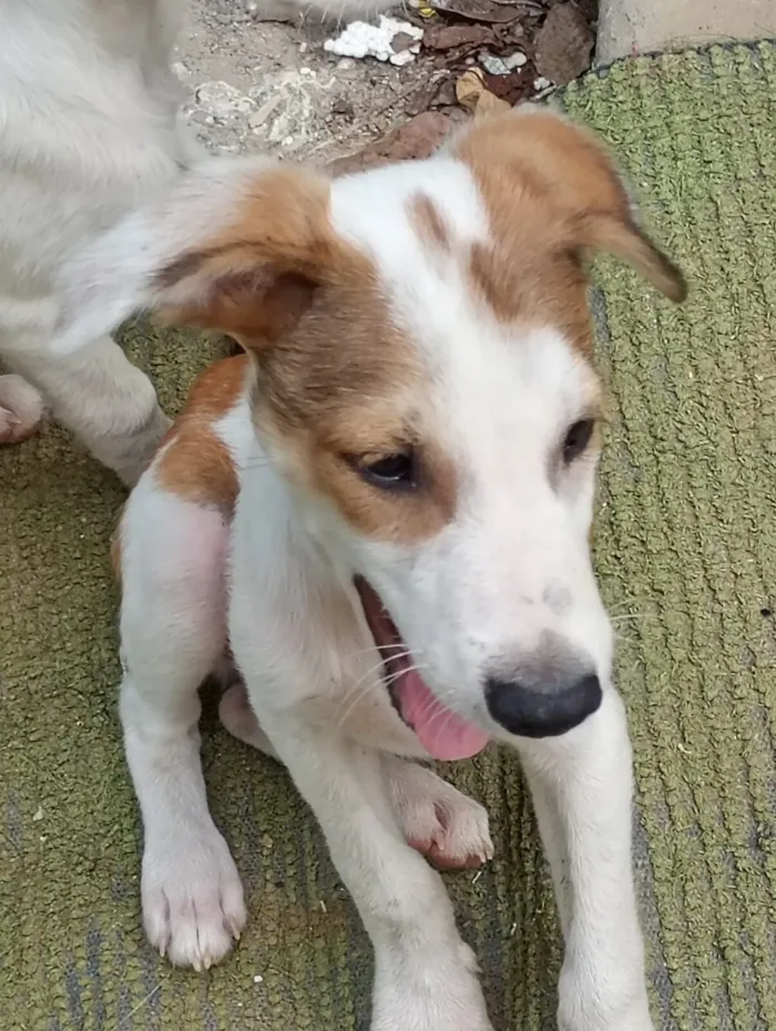 Cachorro raça SRD-ViraLata idade 2 a 6 meses nome Paçoca 