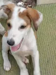 Cachorro raça SRD-ViraLata idade 2 a 6 meses nome Paçoca 