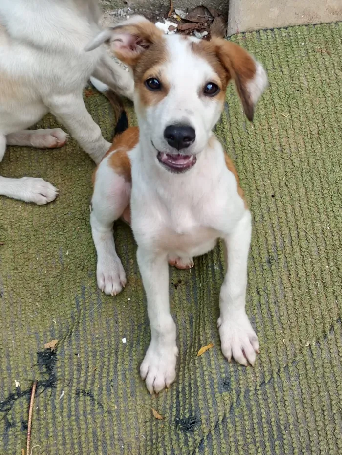 Cachorro raça SRD-ViraLata idade 2 a 6 meses nome Paçoca 