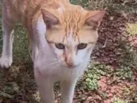 Gato raça SRD-ViraLata idade 1 ano nome ……..um gatinho esperando você para lhe dar um nome e um lar