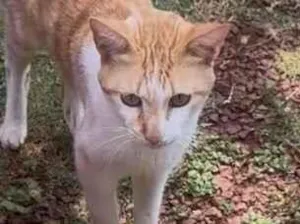 Gato raça SRD-ViraLata idade 1 ano nome ……..um gatinho esperando você para lhe dar um nome e um lar