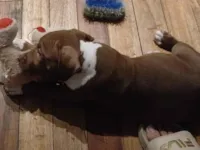 Cachorro raça Pit-Bull idade Abaixo de 2 meses nome Maron