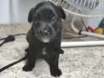 Cachorro raça SRD-ViraLata idade Abaixo de 2 meses nome Pretinhos