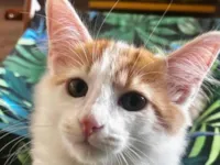 Gato raça SRD-ViraLata idade 2 a 6 meses nome Pudim 